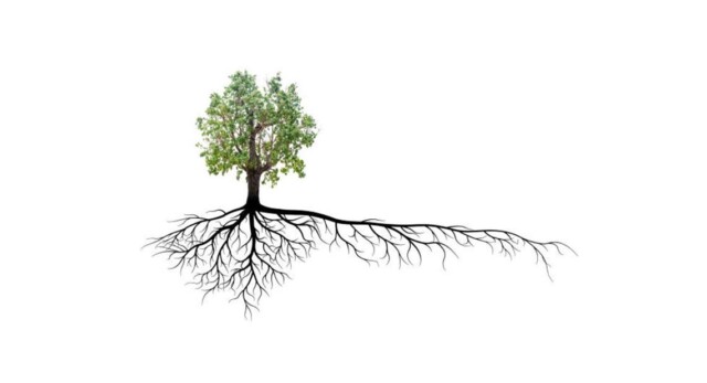 An illustration of a tree with a complete root system