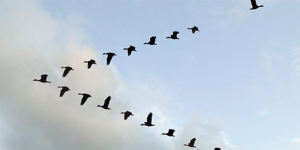 A flock of geese flying in a V formation