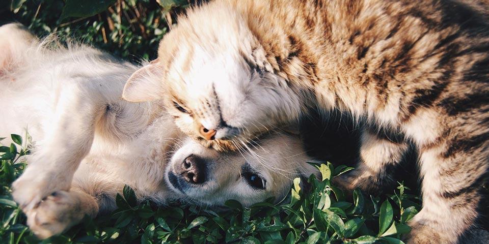 A puppy and a kitten on the grass
