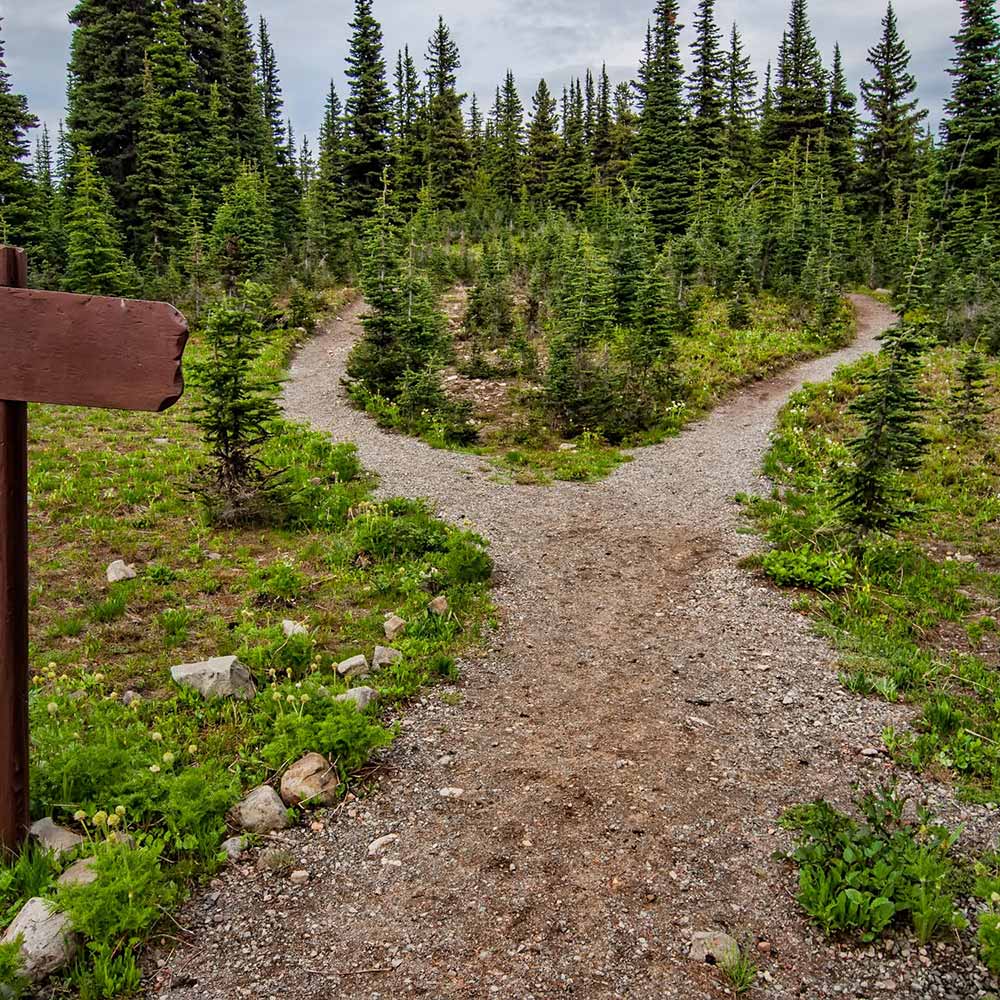 A fork in the path